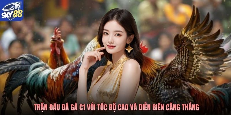 Trận đấu đá gà C1 với tốc độ cao và diễn biến căng thẳng